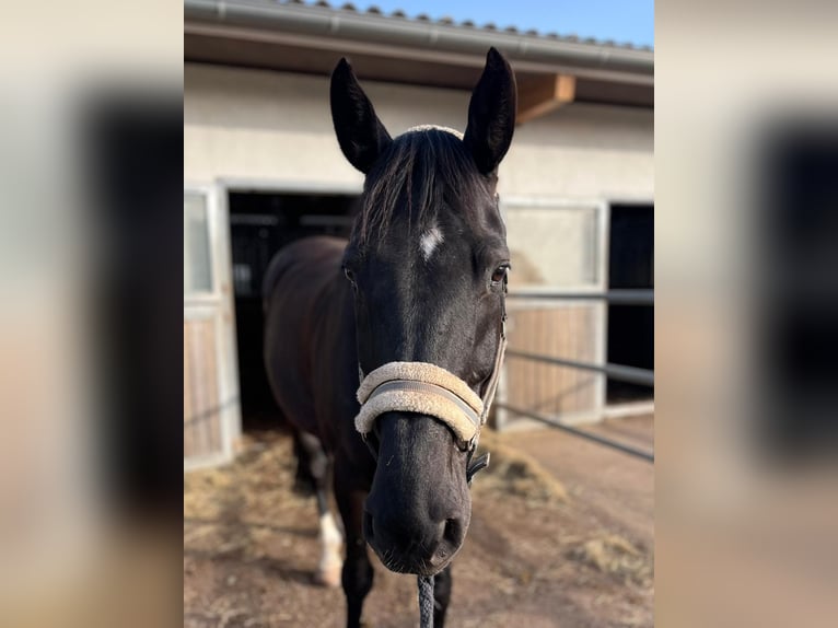 Belgisches Warmblut Wallach 12 Jahre 172 cm Rappe in Renchen