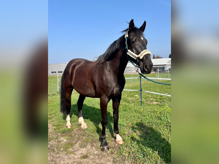 Belgisches Warmblut Wallach 12 Jahre 172 cm Rappe in Renchen
