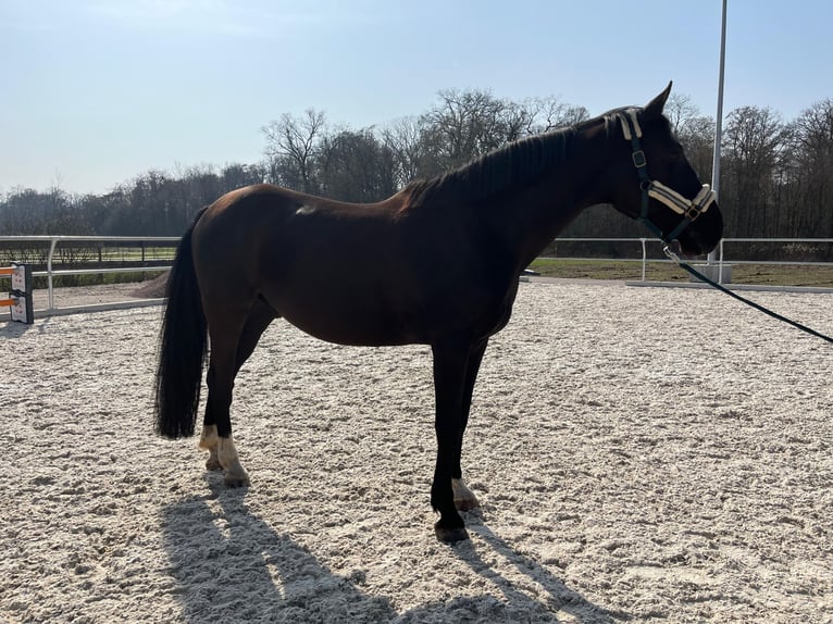 Belgisches Warmblut Wallach 12 Jahre 172 cm Rappe in Renchen