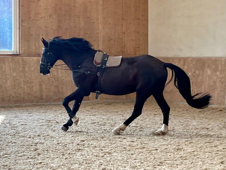 Belgisches Warmblut Wallach 12 Jahre 172 cm Rappe in Renchen