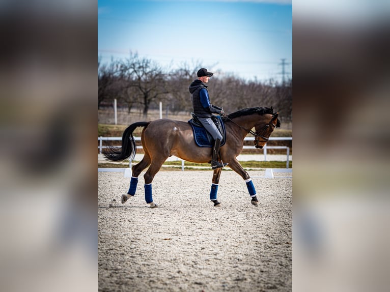 Belgisches Warmblut Wallach 12 Jahre 172 cm Rotbrauner in Nagytarcsa
