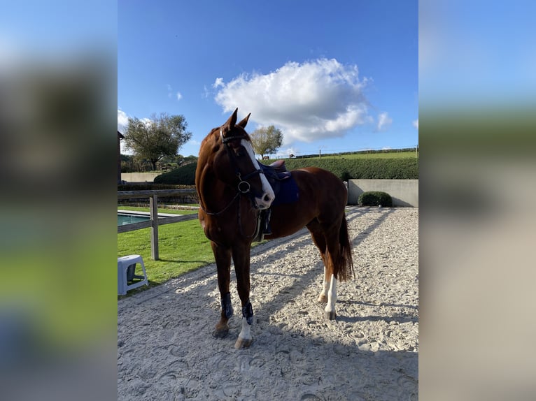 Belgisches Warmblut Wallach 12 Jahre 173 cm Dunkelfuchs in Ezemaal