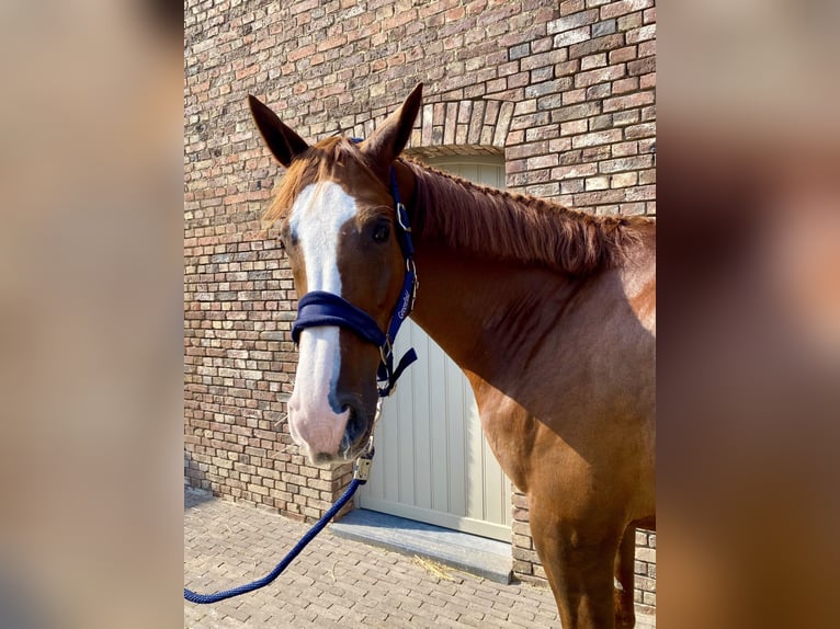 Belgisches Warmblut Wallach 12 Jahre 173 cm Dunkelfuchs in Ezemaal