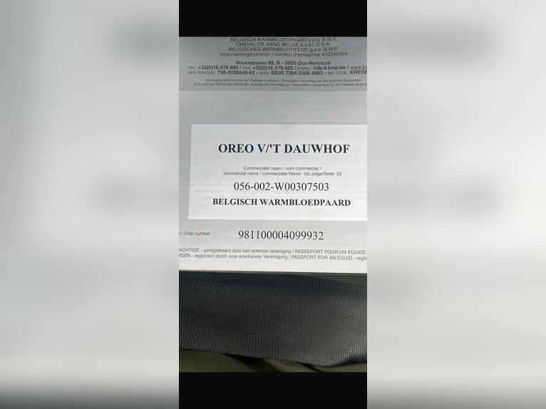 Belgisches Warmblut Wallach 12 Jahre 173 cm Fuchs in Stadskanaal