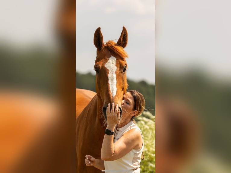 Belgisches Warmblut Wallach 12 Jahre 173 cm Fuchs in Stadskanaal
