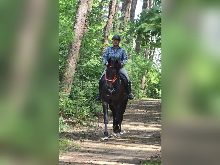 Belgisches Warmblut Wallach 12 Jahre 173 cm Rappe in Pulderbos