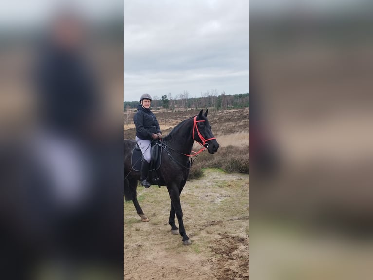 Belgisches Warmblut Wallach 12 Jahre 173 cm Rappe in Pulderbos