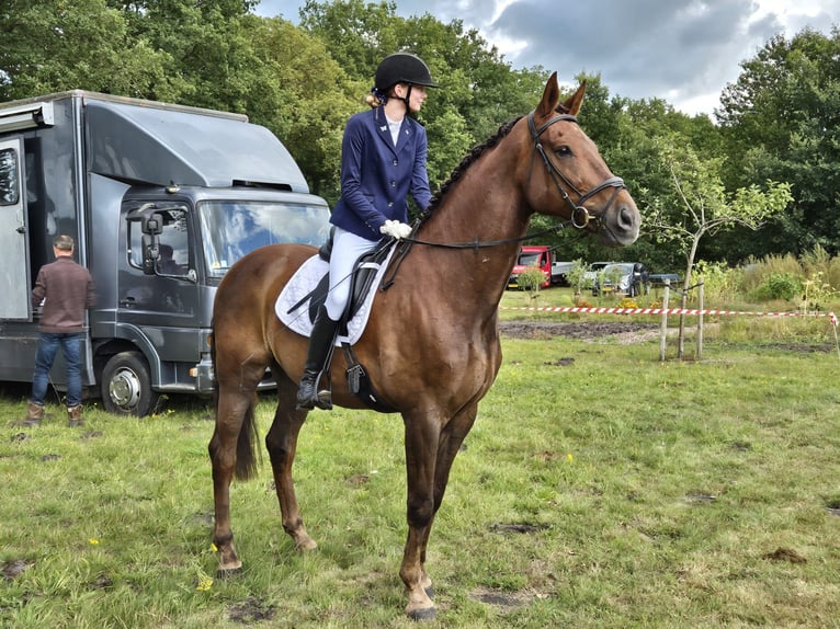 Belgisches Warmblut Wallach 12 Jahre 174 cm Dunkelfuchs in Wijster