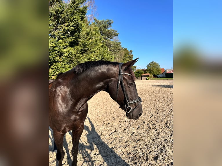 Belgisches Warmblut Wallach 12 Jahre 175 cm Rappe in Kasterlee