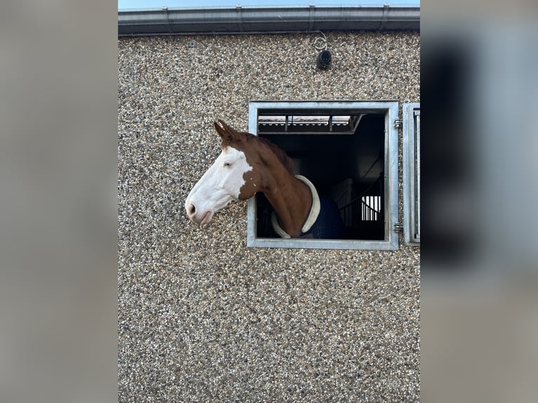 Belgisches Warmblut Wallach 12 Jahre 180 cm Fuchs in Passendale