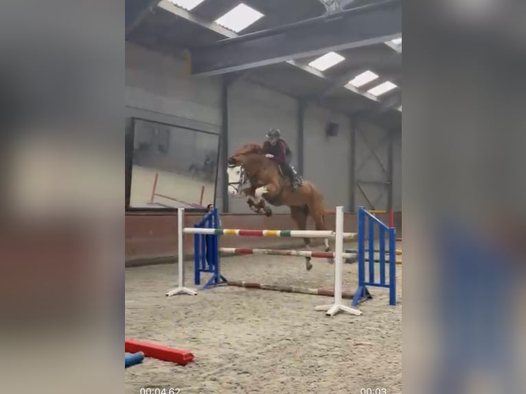 Belgisches Warmblut Wallach 12 Jahre 180 cm Fuchs in Passendale