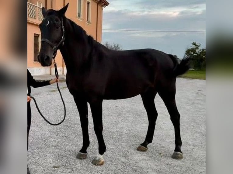 Belgisches Warmblut Wallach 12 Jahre 181 cm Dunkelbrauner in Verona
