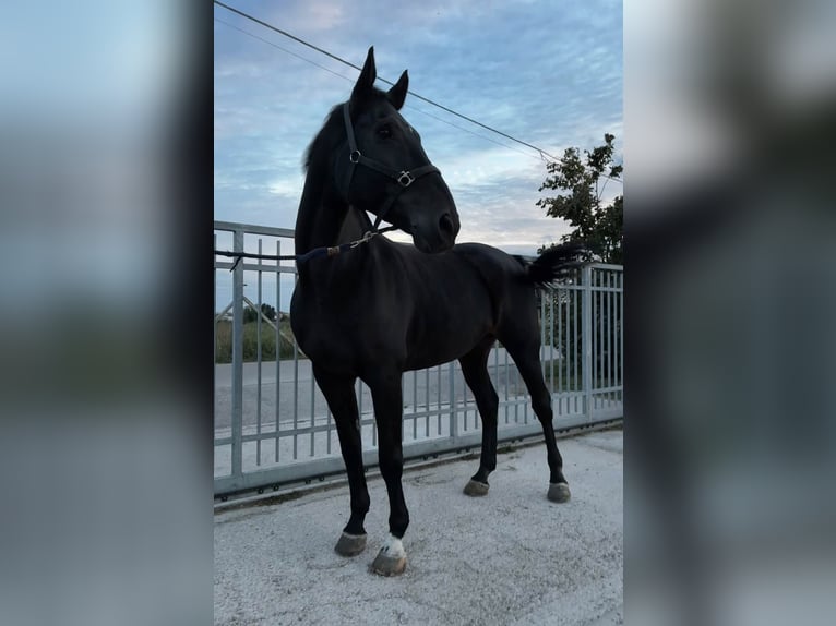 Belgisches Warmblut Wallach 12 Jahre 181 cm Dunkelbrauner in Verona