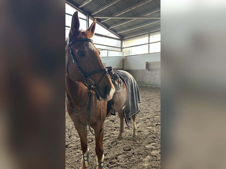 Belgisches Warmblut Wallach 13 Jahre 156 cm Fuchs in Neuss