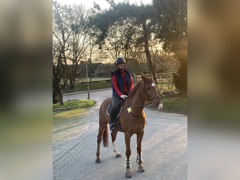 Belgisches Warmblut Wallach 13 Jahre 156 cm Fuchs in Neuss