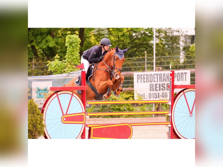 Belgisches Warmblut Wallach 13 Jahre 162 cm Fuchs in Neuss