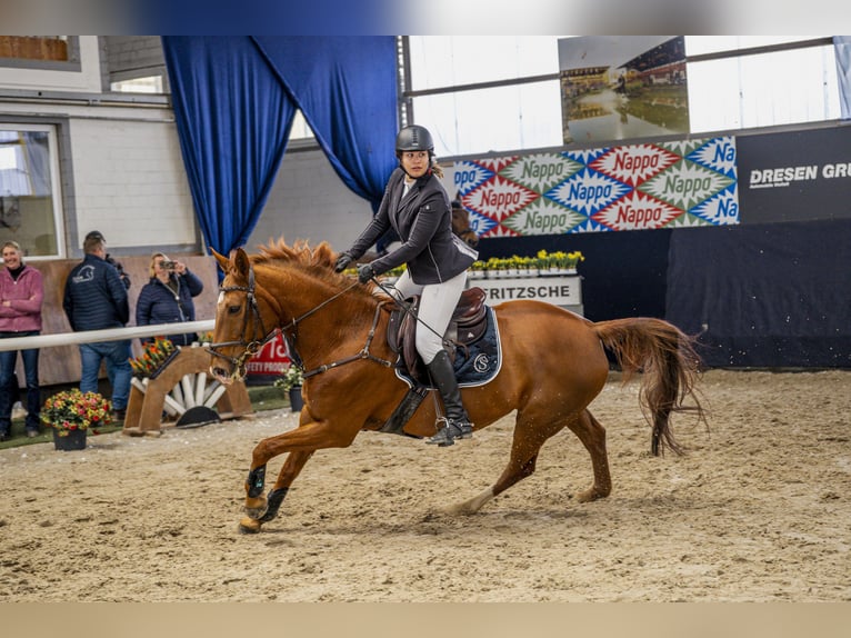 Belgisches Warmblut Wallach 13 Jahre 162 cm Fuchs in Neuss