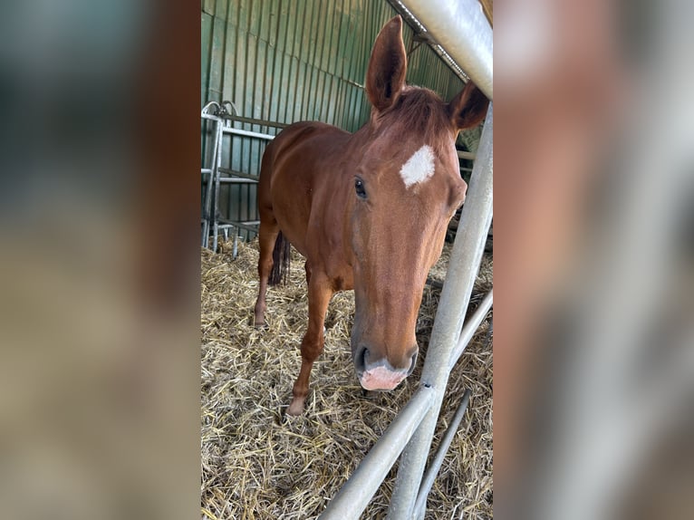 Belgisches Warmblut Wallach 13 Jahre 162 cm Fuchs in Neuss