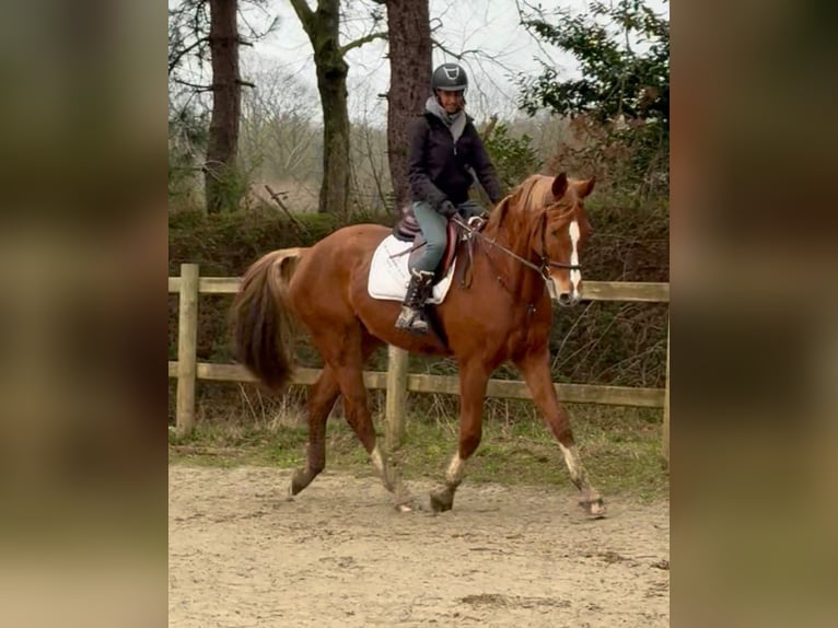 Belgisches Warmblut Wallach 13 Jahre 165 cm Fuchs in Bornem