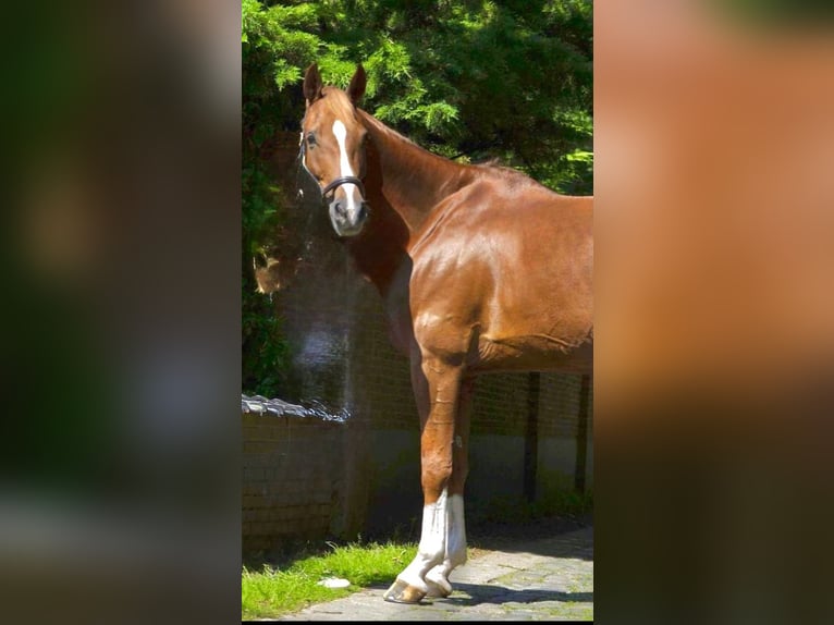 Belgisches Warmblut Wallach 13 Jahre 165 cm Fuchs in Bornem