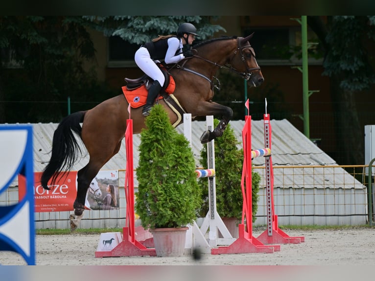 Belgisches Warmblut Wallach 13 Jahre 170 cm Rotbrauner in Pezinok, slovakia