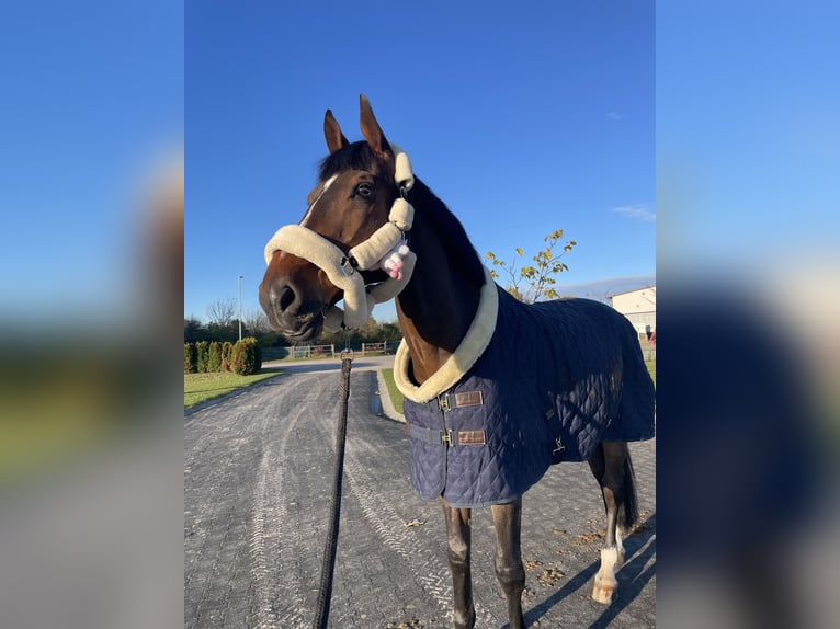 Belgisches Warmblut Wallach 13 Jahre 170 cm Rotbrauner in Pezinok, slovakia