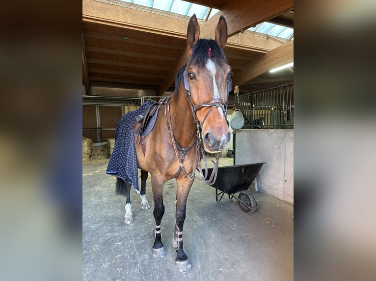Belgisches Warmblut Wallach 13 Jahre 170 cm Rotbrauner in Pezinok, slovakia