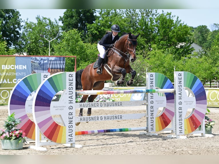 Belgisches Warmblut Wallach 13 Jahre 170 cm Rotbrauner in Pezinok, slovakia