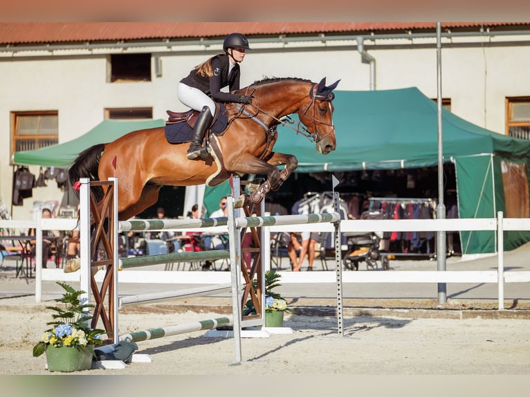 Belgisches Warmblut Wallach 13 Jahre 170 cm Rotbrauner in Pezinok, slovakia