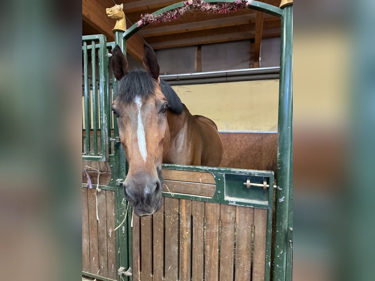 Belgisches Warmblut Wallach 13 Jahre 170 cm Rotbrauner in Pezinok, slovakia