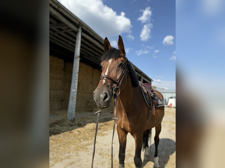 Belgisches Warmblut Wallach 13 Jahre 170 cm Rotbrauner in Pezinok, slovakia