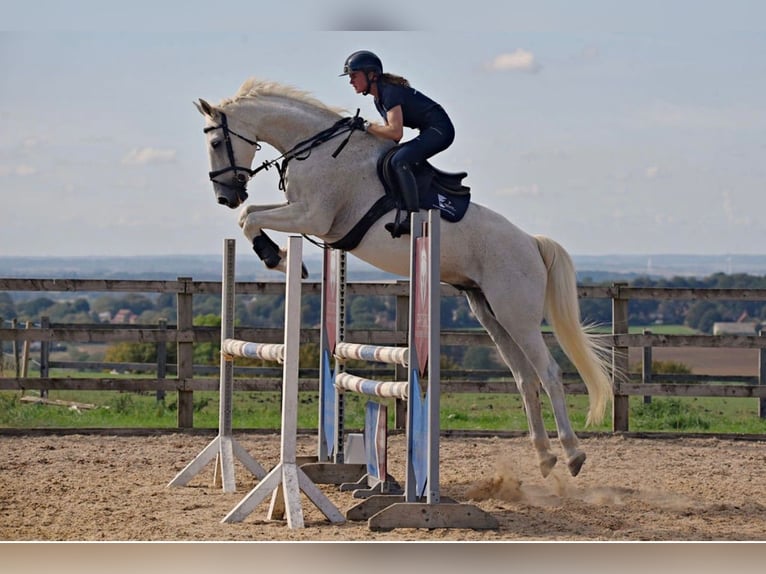 Belgisches Warmblut Wallach 13 Jahre 170 cm Schimmel in grantham, Lincs