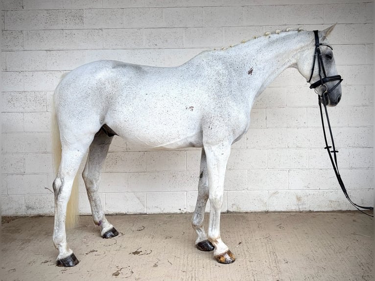 Belgisches Warmblut Wallach 13 Jahre 170 cm Schimmel in grantham, Lincs