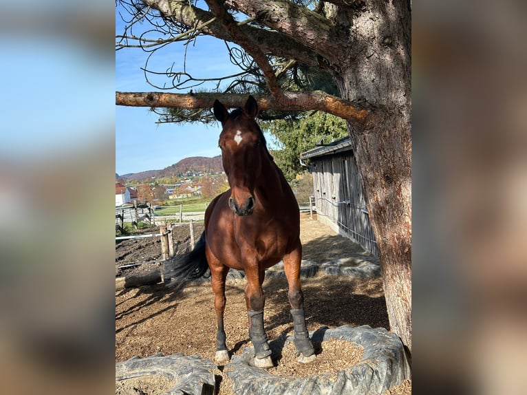 Belgisches Warmblut Wallach 13 Jahre  in Engstingen