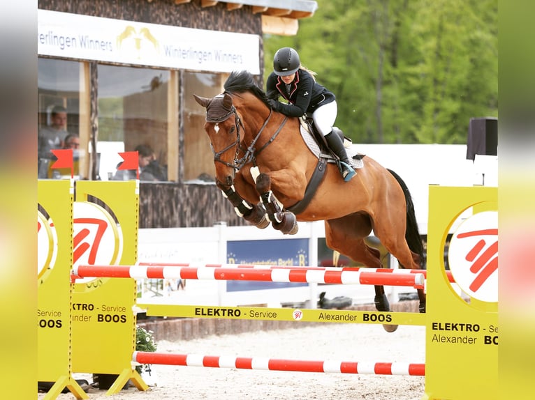 Belgisches Warmblut Wallach 13 Jahre  in Engstingen