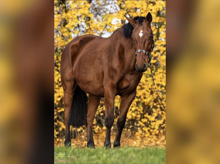 Belgisches Warmblut Wallach 13 Jahre  in Engstingen