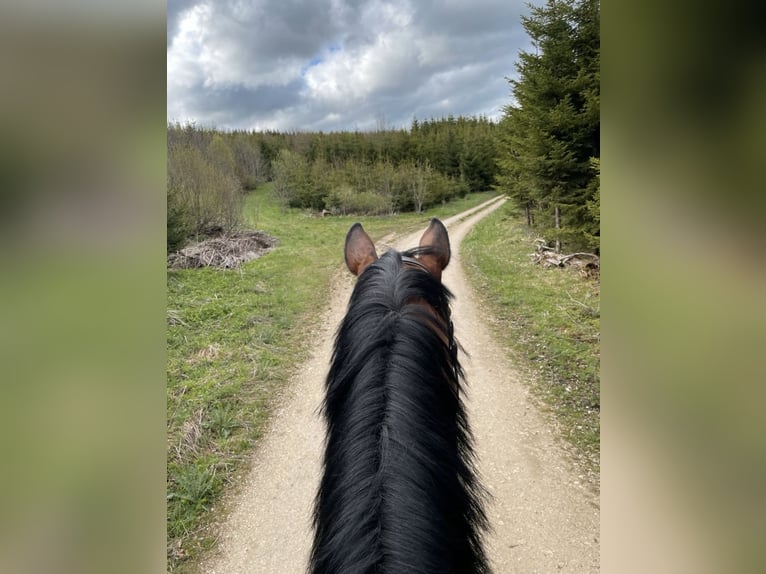 Belgisches Warmblut Wallach 13 Jahre  in Engstingen