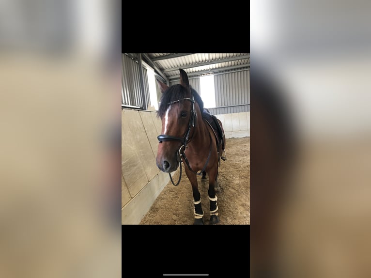 Belgisches Warmblut Mix Wallach 14 Jahre 155 cm Brauner in Balingen