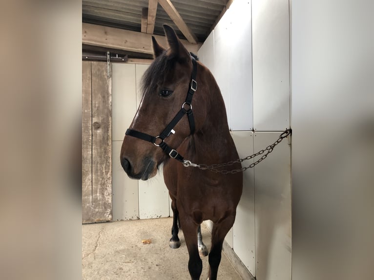 Belgisches Warmblut Mix Wallach 14 Jahre 155 cm Brauner in Balingen