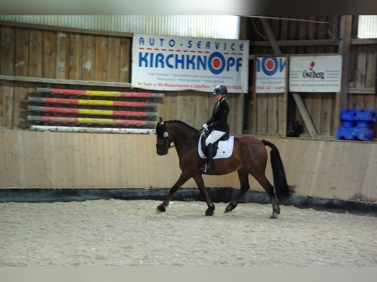 Belgisches Warmblut Mix Wallach 14 Jahre 155 cm Brauner in Balingen