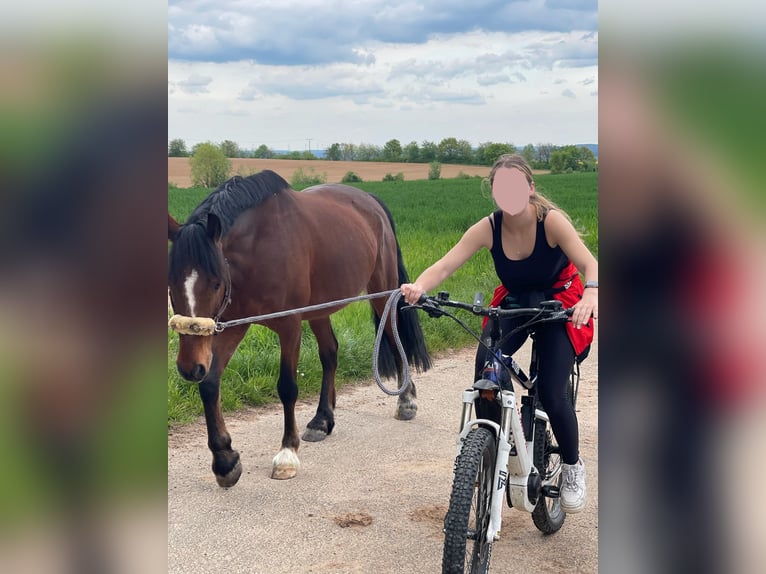 Belgisches Warmblut Mix Wallach 14 Jahre 155 cm Brauner in Balingen
