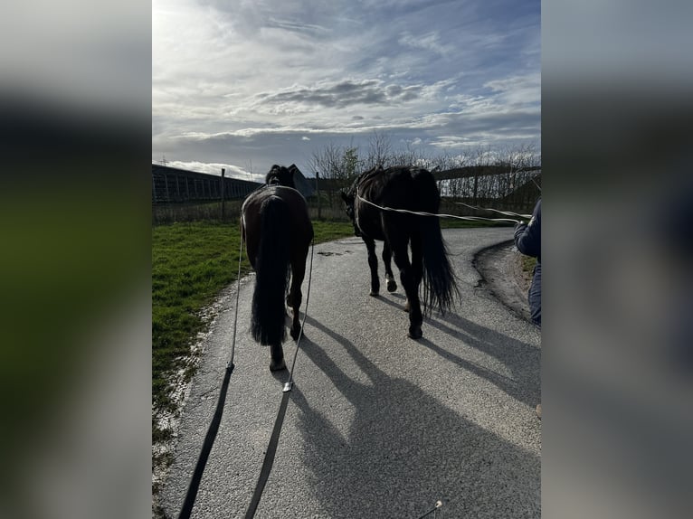 Belgisches Warmblut Mix Wallach 14 Jahre 155 cm Brauner in Balingen