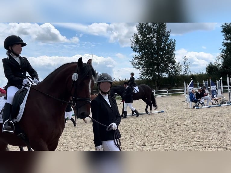 Belgisches Warmblut Mix Wallach 14 Jahre 155 cm Brauner in Balingen