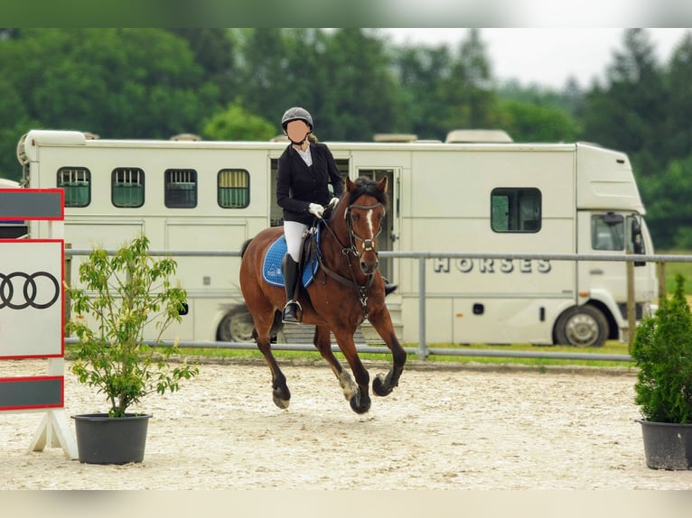 Belgisches Warmblut Mix Wallach 14 Jahre 155 cm Brauner in Balingen