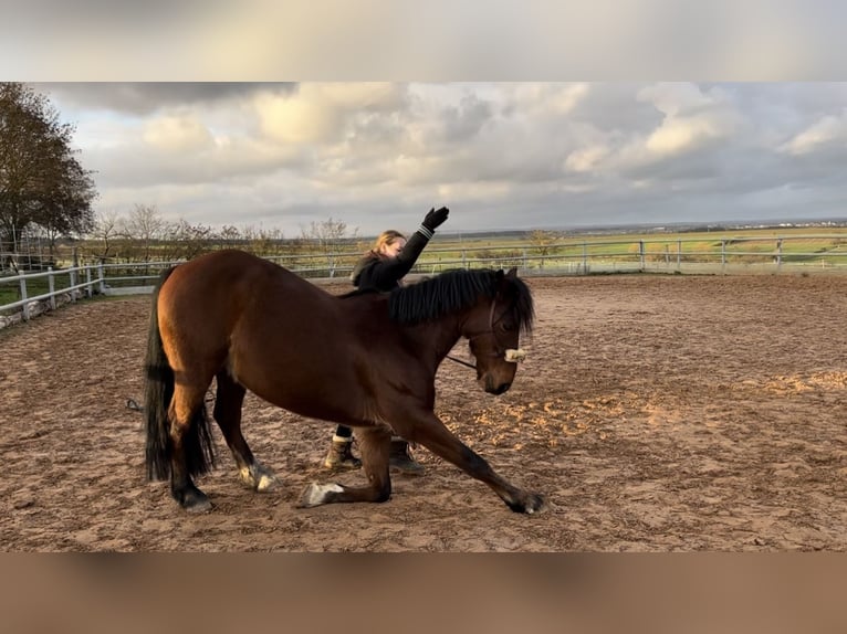Belgisches Warmblut Mix Wallach 14 Jahre 155 cm Brauner in Balingen