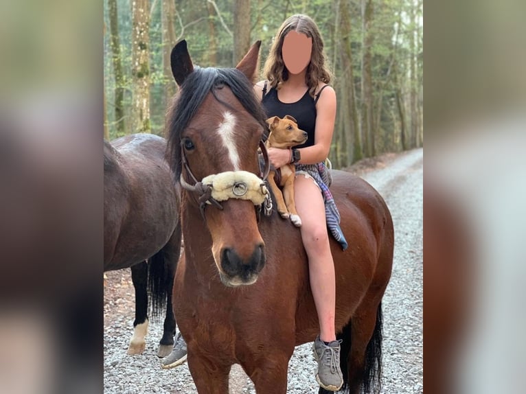 Belgisches Warmblut Mix Wallach 14 Jahre 155 cm Brauner in Balingen