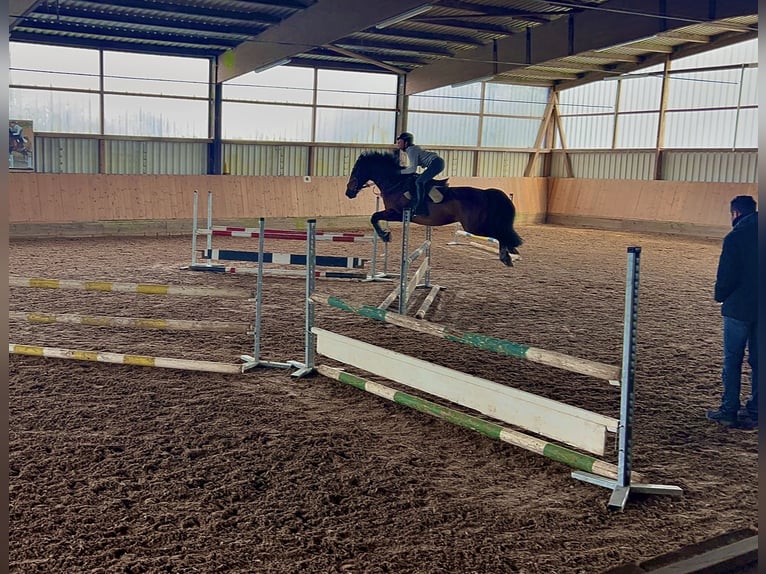 Belgisches Warmblut Mix Wallach 14 Jahre 155 cm Brauner in Balingen