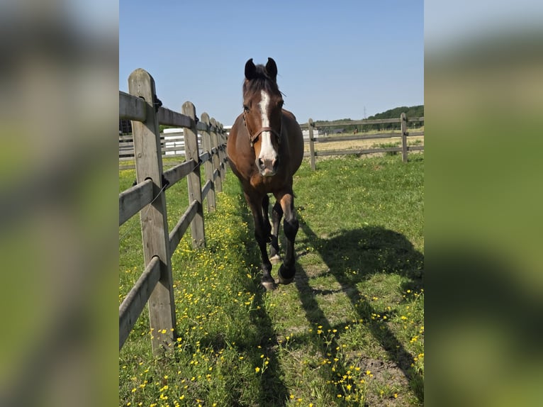 Belgisches Warmblut Wallach 14 Jahre 165 cm Brauner in Lier