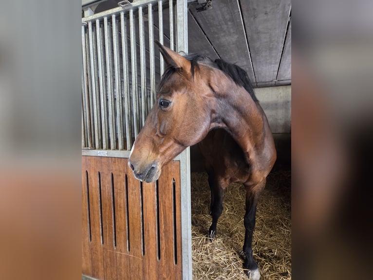 Belgisches Warmblut Wallach 14 Jahre 165 cm Brauner in Lier