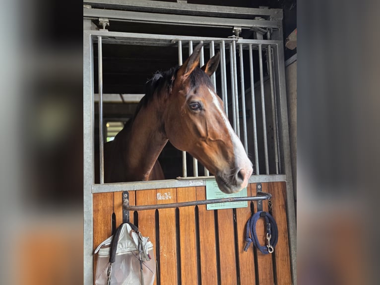Belgisches Warmblut Wallach 14 Jahre 165 cm Brauner in Lier